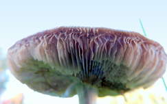 gomba