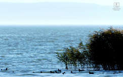 balaton, nádas, madár