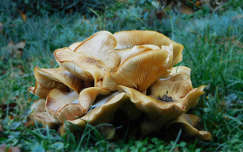 Gomba