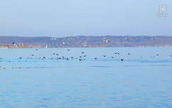 szárcsák a balatonon