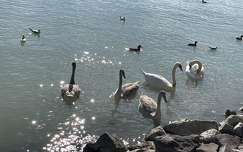 Balatonalmádi