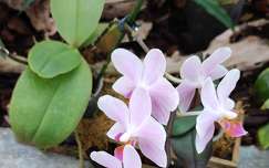 orchidea