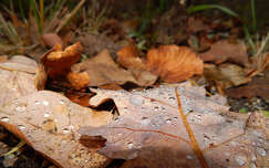 November