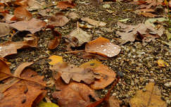 November