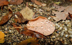 November