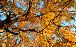 Ragyogó november