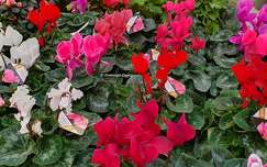 Cyclamens