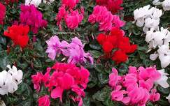 Cyclamens