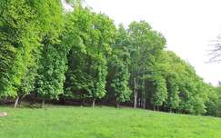 erdő