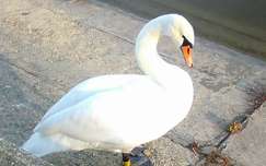 Hattyú