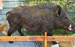 Sanglier