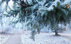 Balatonfűzfő, Doktorkert, zúzmara