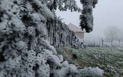 Zúzmara, bandukoló cica