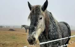 éó percheron