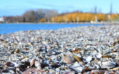 Balatonkenese, kagyló