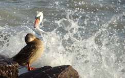 Viharos Balaton, hattyú, tőkés réce tojó