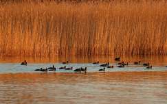 Alkonyat Balatonfűzfőn.