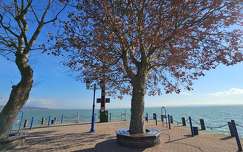 balaton tó magyarország fa