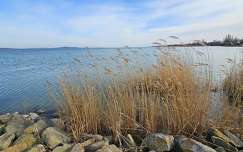 balaton tó nád magyarország