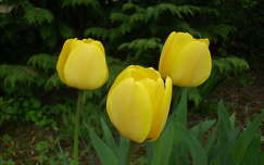 Tulipán