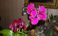 Orchidea és Cala