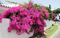 utca kerítés bougainvillea címlapfotó