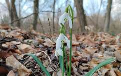Hóvirág - Galanthus