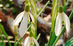 Hóvirág - Galanthus