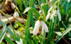 Hóvirág - Galanthus
