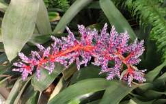 Aechmea fendleri, bromélia, trópusi növény