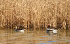 Balaton, lúd