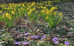 Jonquilles
