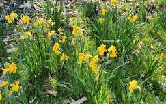 Jonquilles