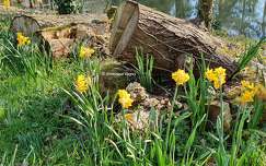 Jonquilles