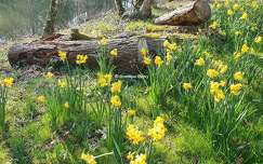 Jonquilles