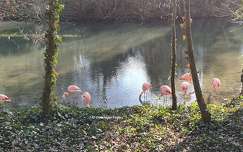 Flamants roses
