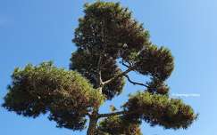 Sapin