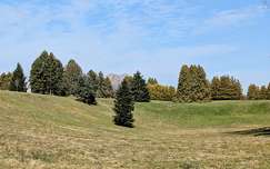 Deseda arborétum
