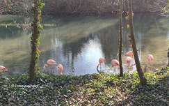 Les Flamands roses