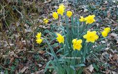 Jonquilles