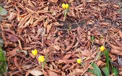 Crocus du jardin