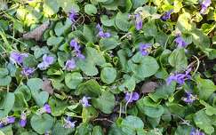 Violettes