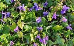 Violettes