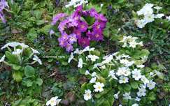 Primevères et violettes