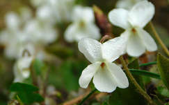 ibolya