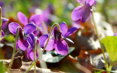 ibolya