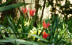 tulipán