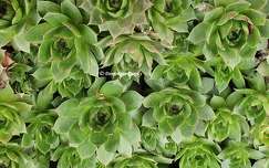 Aeonium