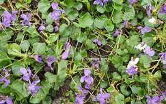 Violettes