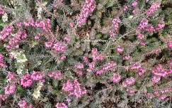 Bruyère (Calluna vulgaris)